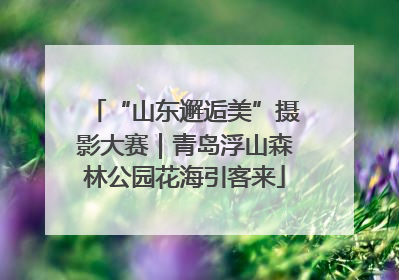 “山东邂逅美”摄影大赛｜青岛浮山森林公园花海引客来