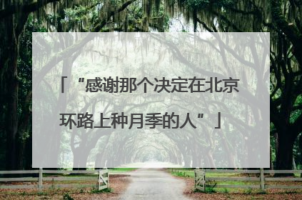 “感谢那个决定在北京环路上种月季的人”