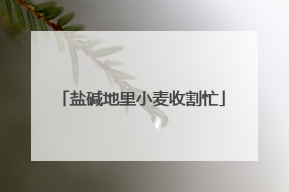 盐碱地里小麦收割忙