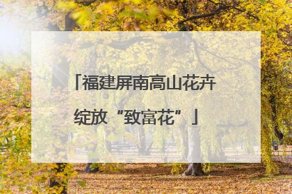 福建屏南高山花卉绽放“致富花”