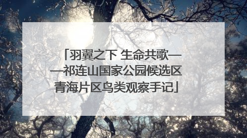 羽翼之下 生命共歌——祁连山国家公园候选区青海片区鸟类观察手记
