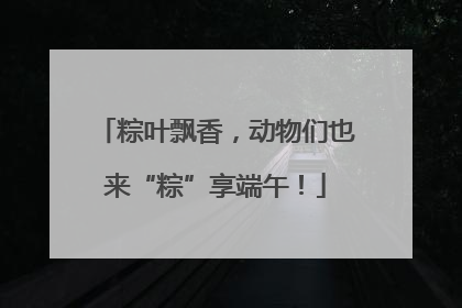粽叶飘香，动物们也来“粽”享端午！