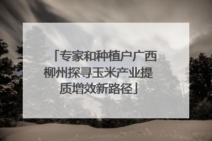 专家和种植户广西柳州探寻玉米产业提质增效新路径