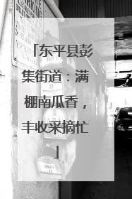 东平县彭集街道：满棚南瓜香，丰收采摘忙