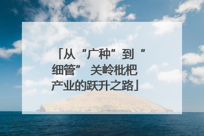 从“广种”到“细管” 关岭枇杷产业的跃升之路