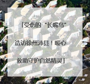 受伤的“长嘴鸟”造访徐州沛县！暖心救助守护自然精灵