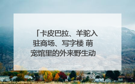 卡皮巴拉、羊驼入驻商场、写字楼 萌宠馆里的外来野生动物暗藏哪些隐患？
