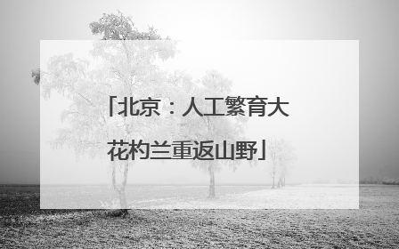 北京：人工繁育大花杓兰重返山野