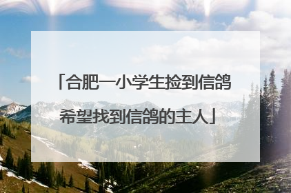 合肥一小学生捡到信鸽 希望找到信鸽的主人