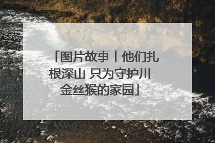 图片故事丨他们扎根深山 只为守护川金丝猴的家园