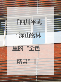 四川平武：深山密林里的“金色精灵”