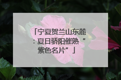 宁夏贺兰山东麓：夏日骄阳催熟“紫色名片”