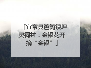 宜章县笆篱镇坦灵祠村：金银花开摘“金银”
