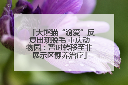 大熊猫“渝爱”反复出现脱毛 重庆动物园：暂时转移至非展示区静养治疗