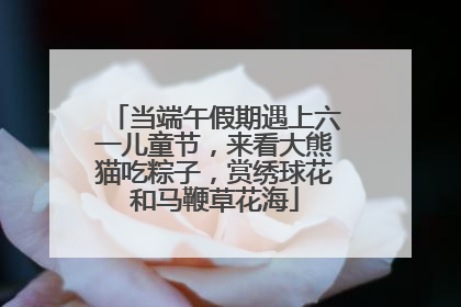 当端午假期遇上六一儿童节，来看大熊猫吃粽子，赏绣球花和马鞭草花海