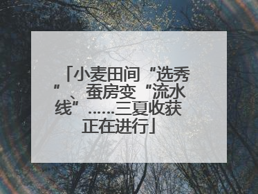 小麦田间“选秀”、蚕房变“流水线”……三夏收获正在进行