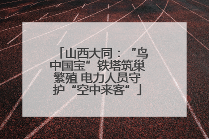 山西大同：“鸟中国宝”铁塔筑巢繁殖 电力人员守护“空中来客”