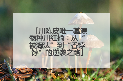 川陈皮唯一基源物种川红橘：从“被淘汰”到“香饽饽”的逆袭之路