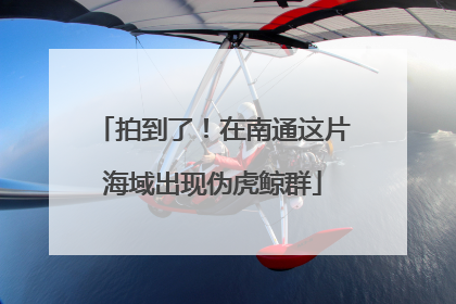 拍到了！在南通这片海域出现伪虎鲸群