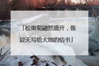 松果菊翩然盛开，像夏天写给大地的情书