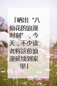 晒出“八仙花的浪漫时刻”，今天，不少读者将这份浪漫延续到家里