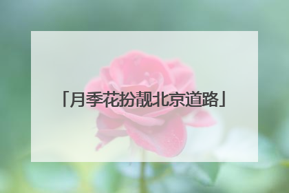 月季花扮靓北京道路