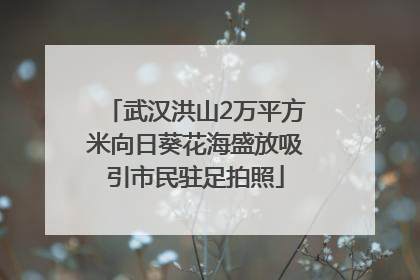 武汉洪山2万平方米向日葵花海盛放吸引市民驻足拍照