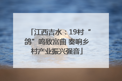 江西吉水：19村“鸽”鸣致富曲 奏响乡村产业振兴强音