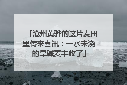 沧州黄骅的这片麦田里传来喜讯：一水未浇的旱碱麦丰收了