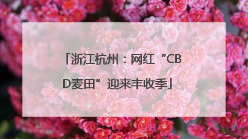 浙江杭州：网红“CBD麦田”迎来丰收季