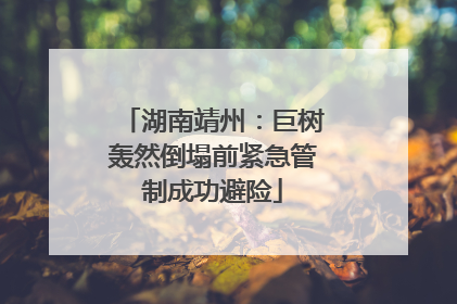 湖南靖州：巨树轰然倒塌前紧急管制成功避险