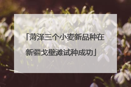 菏泽三个小麦新品种在新疆戈壁滩试种成功