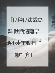 良种良法战高温 陕西渭南旱地小麦丰收有“粮”方