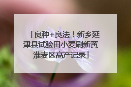 良种+良法！新乡延津县试验田小麦刷新黄淮麦区高产记录