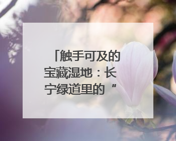 触手可及的宝藏湿地：长宁绿道里的“水杉镜林”