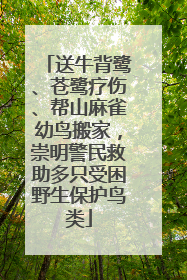 送牛背鹭、苍鹭疗伤、帮山麻雀幼鸟搬家，崇明警民救助多只受困野生保护鸟类