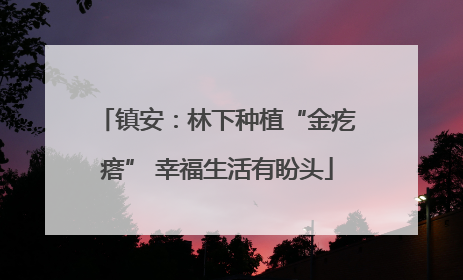 镇安：林下种植“金疙瘩” 幸福生活有盼头
