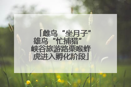 雌鸟“坐月子”雄鸟“忙捕猎” 峡谷旅游路栗喉蜂虎进入孵化阶段