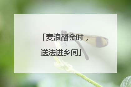 麦浪翻金时，送法进乡间